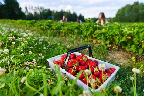 Strawberry farm near me - Top 10 Best Strawberry Picking Farm in Dallas, TX - March 2024 - Yelp - Blase Family Farm, Green's Produce and Plants, Edible Arrangements, AndiMac Candy Shack, ALDI, vomFASS - Park & Preston, Smoothie King 